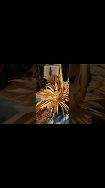 Queen of the Night Flower! 1 Night 🌙 only! One Love Happy Good Friday & Easter! #shorts