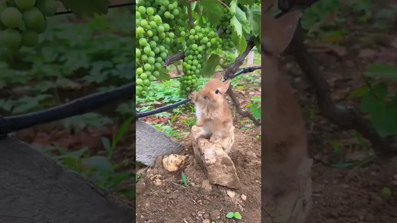 #cool #funnyrabbit #rabbit #bunny #funnybunny #rabbitfood