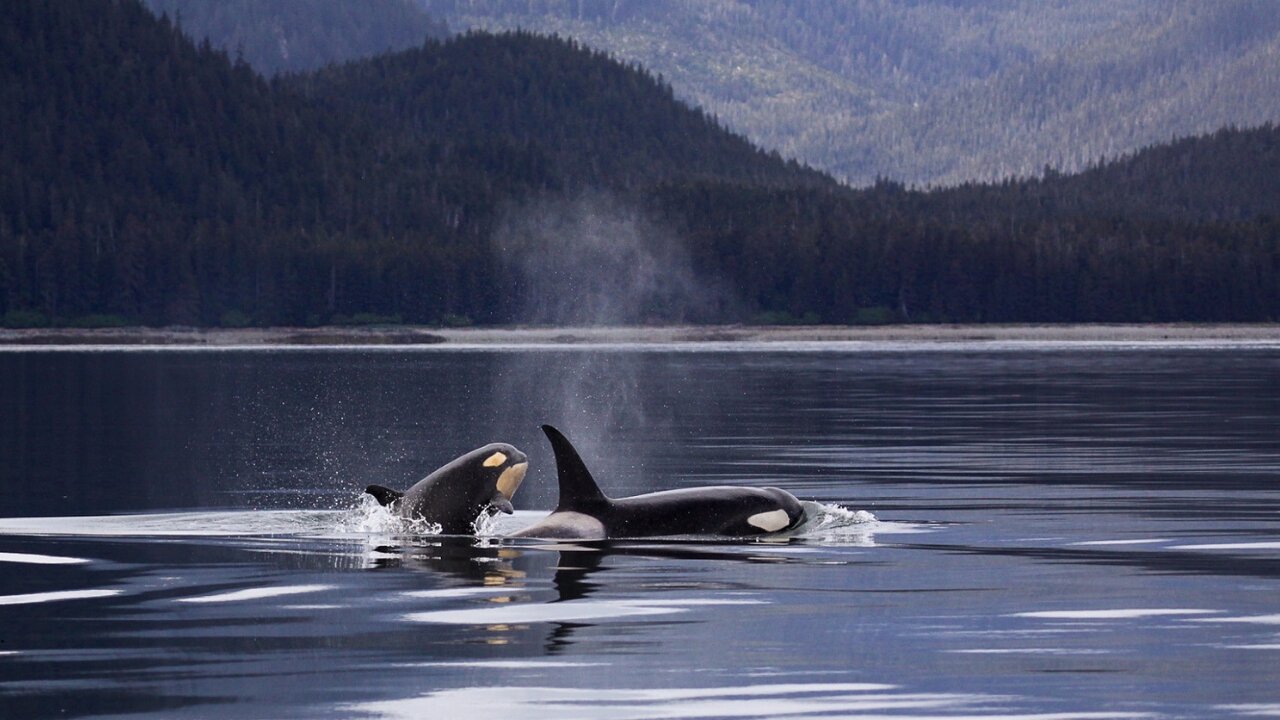 whales in the ocean