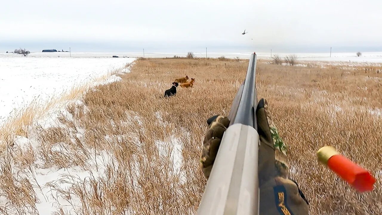 Lola Almost Caught a Pheasant - Last Pheasant Hunt of the Season