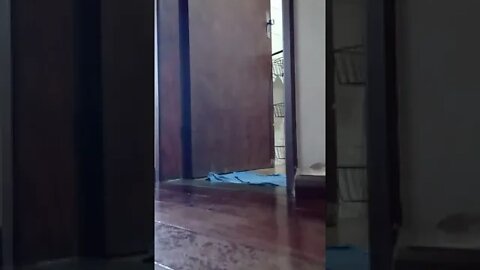 dog , shorts