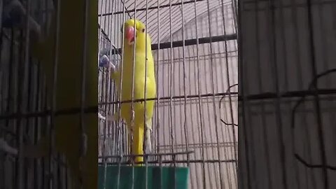 YELLOW PARROT | Raw Parrot 🦜