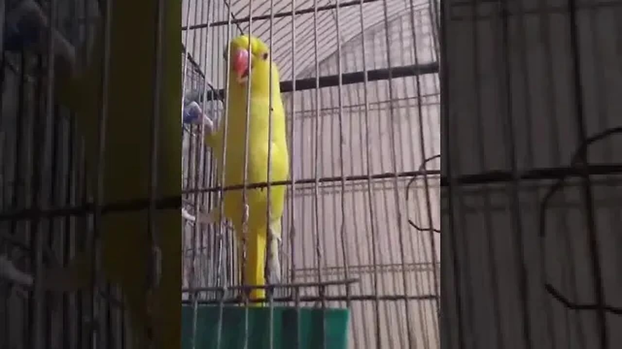 YELLOW PARROT | Raw Parrot 🦜