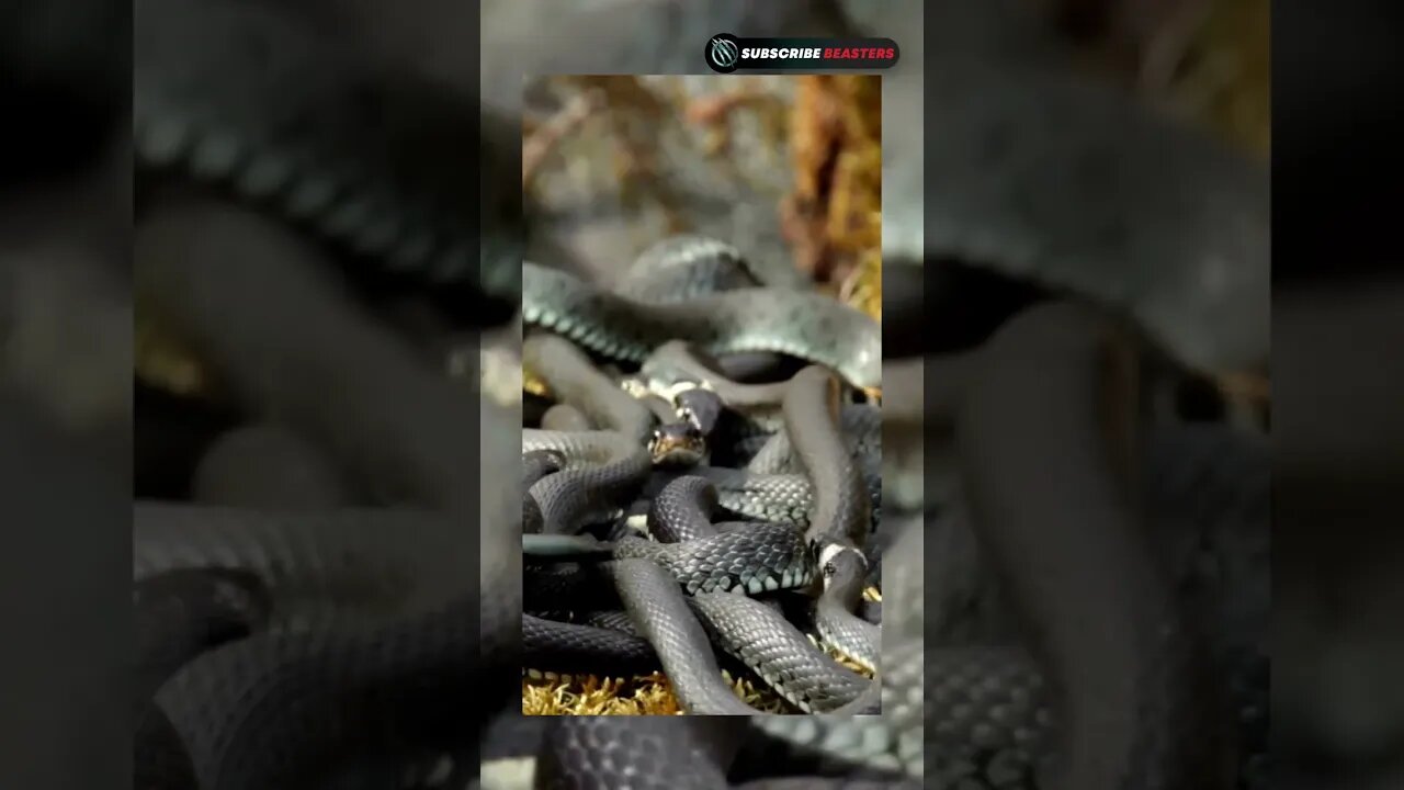 snakes video
