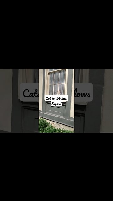 cute cat in window expose' philadelphia, pa