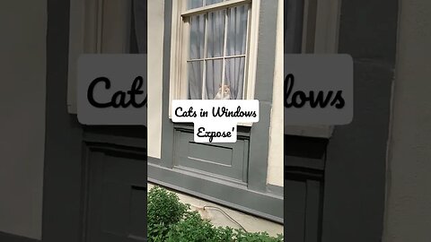 cute cat in window expose' philadelphia, pa