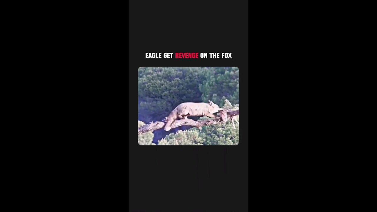 Eagle gets revenge on the fox