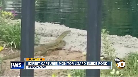 Monitor lizard in Escondido captured inside pond