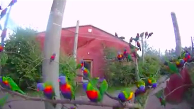 Rainbow Lorikeets wild and free in their native Australia