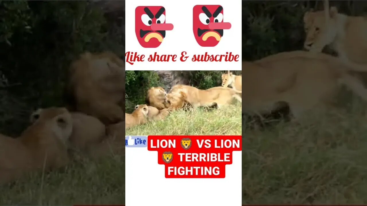 Lion vs lion terrible fighting ¥ #shorts #youtubeshorts