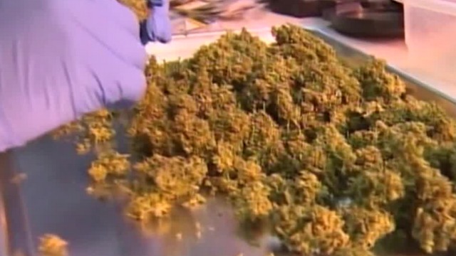 Questions raised about marijuana revenues for education