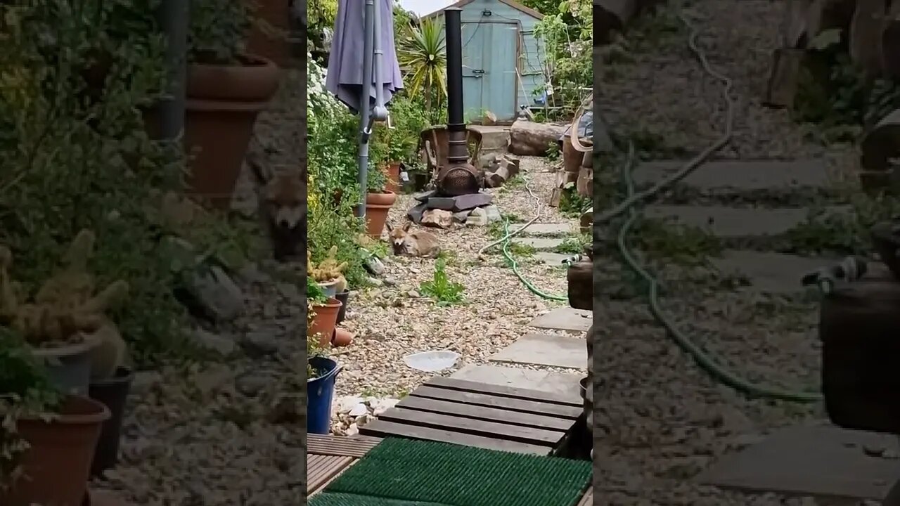 🦊Cute vixen hanging out in the garden and smiling !