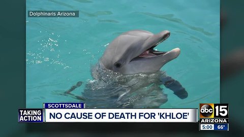 Necropsy report shows no information on how Khloe the dolphin died at Dolphinaris