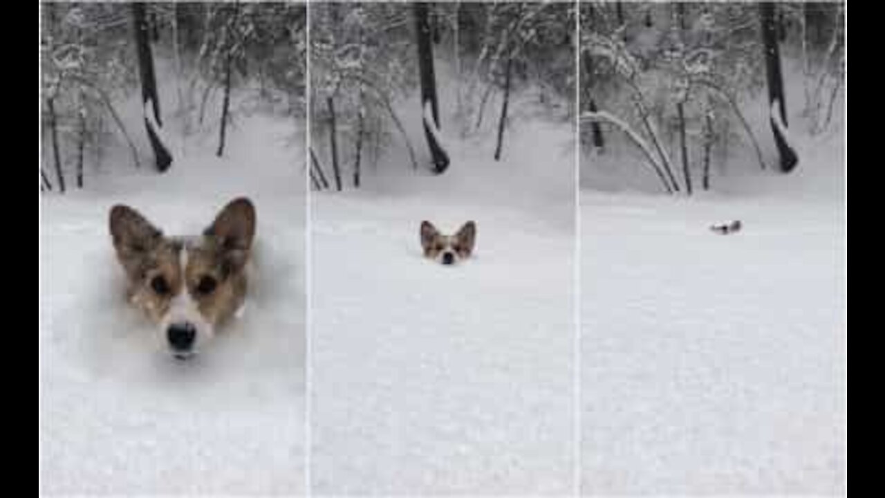 Gli svantaggi di essere un cane in inverno