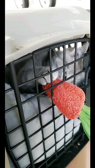 Vicious kitten attacks carrot!