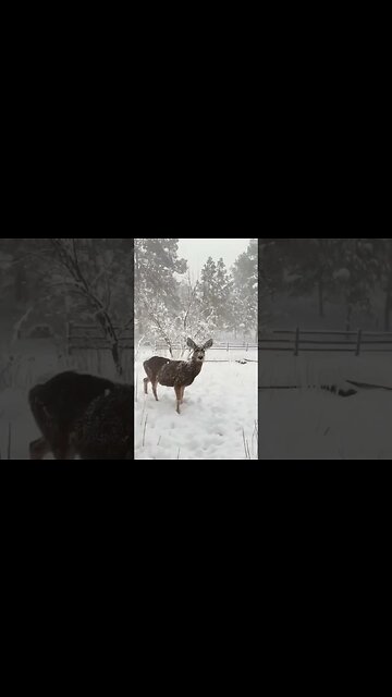 Beautiful Relaxing Music for (Stress Relief) #shorts