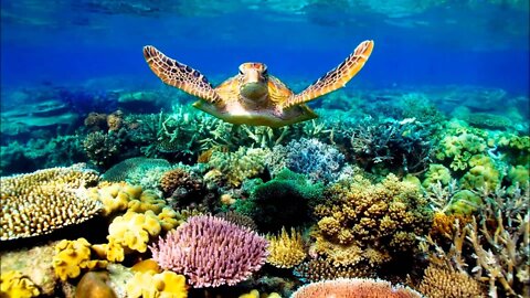 Mysterious underwater world