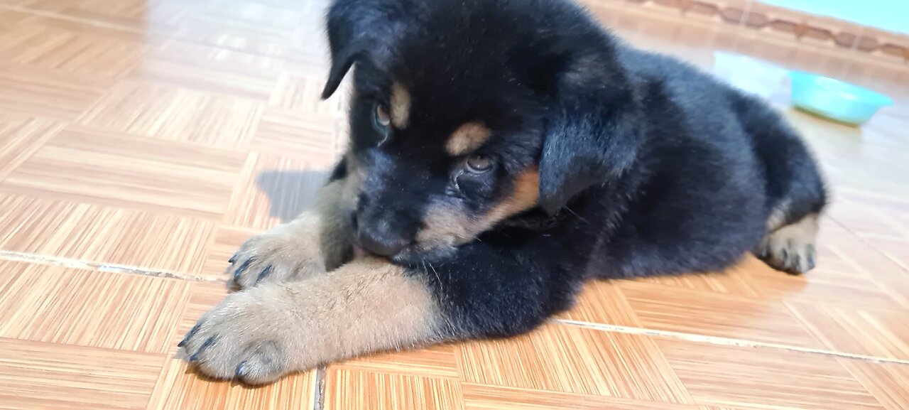 The naughty minute of a month-old Rottweilet is far from his mother.