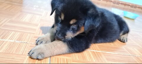 The naughty minute of a month-old Rottweilet is far from his mother.