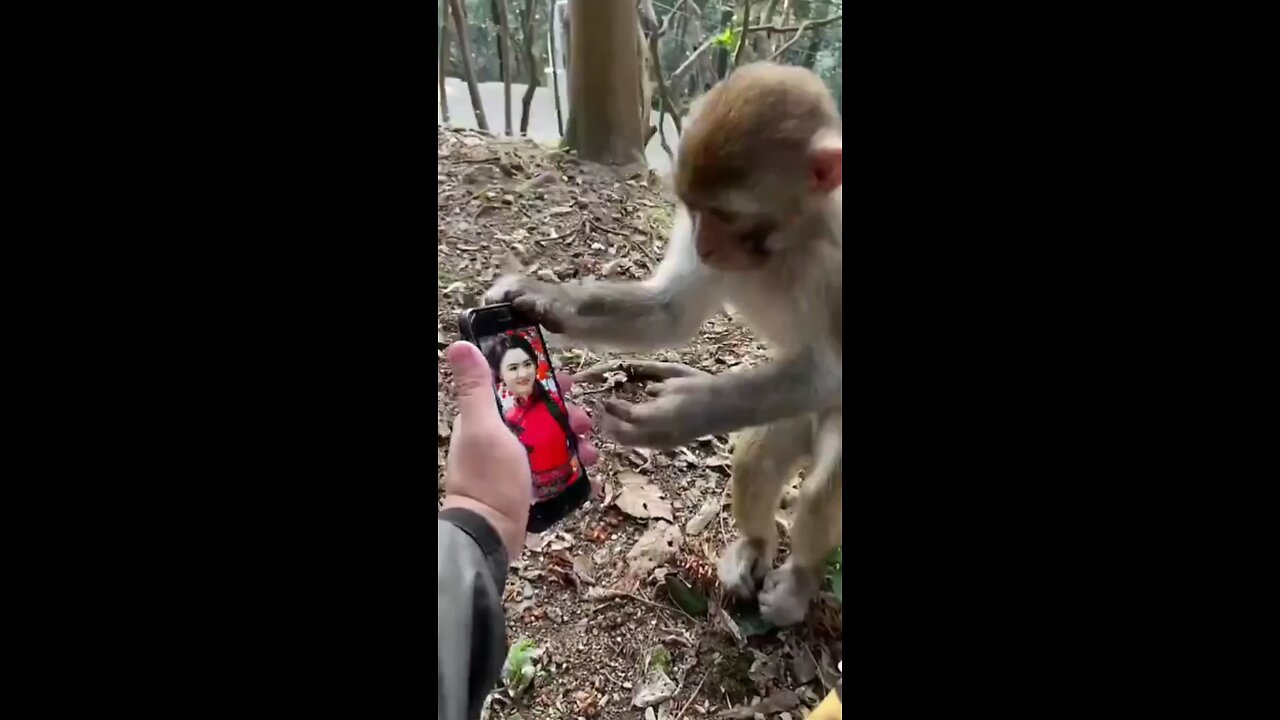 Funny Video / two monkeys like beutiful 😍 girl .A beutiful 😍 moment