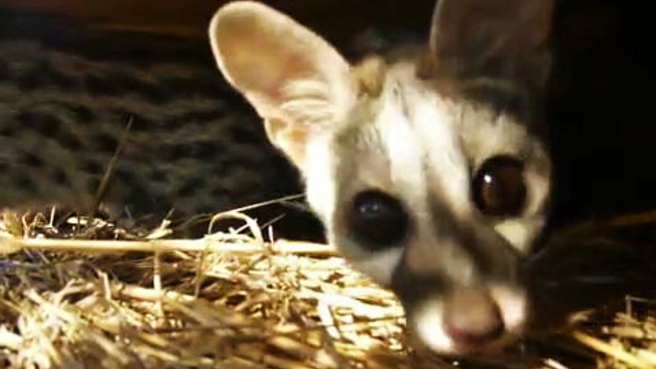 Rescued baby genets are curious about the camera