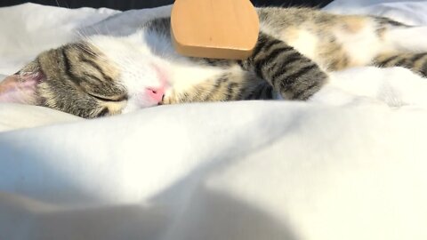 I Can Brush the Cat When He Sleeps