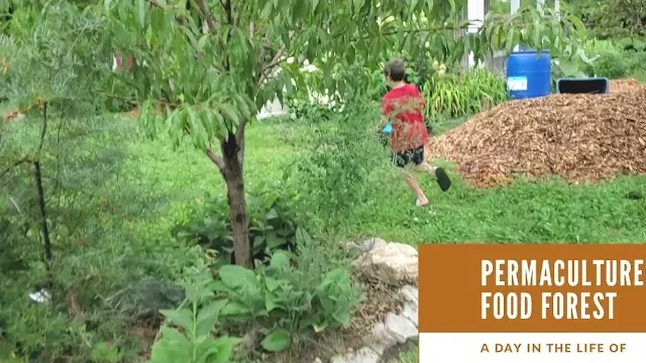 Food forest - "A Day in the life of" series. Peaches and nutrient capture using water and earthworks