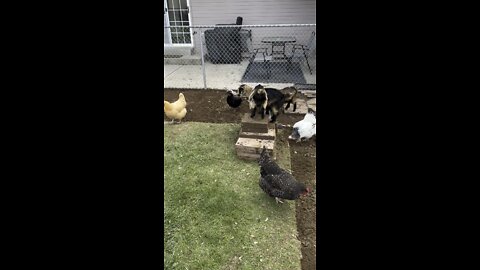 Working in yard with all the animals