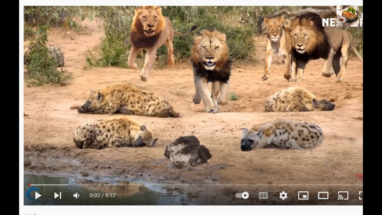 EPIC BATTLE LION VS HYENAS, HYENAS GROUP FIGHT TO DEATH