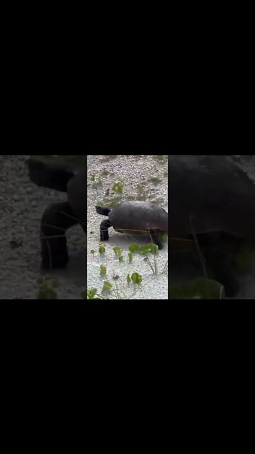 Now I found a GIANT TURTLE! 🐢 #shorts