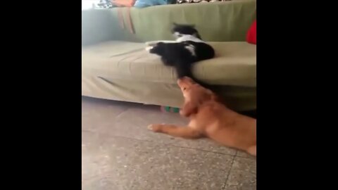 Cat & Dog - Who's The Jerk?