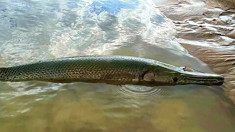 Let’s Tag A Big Alligator Gar Together 🦖