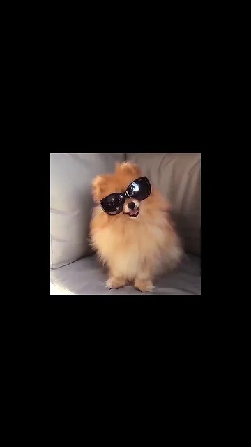 The Cutest Animal Moment That Will Make You Laugh Uncontrollably