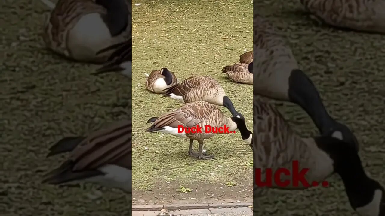 Big duck duck