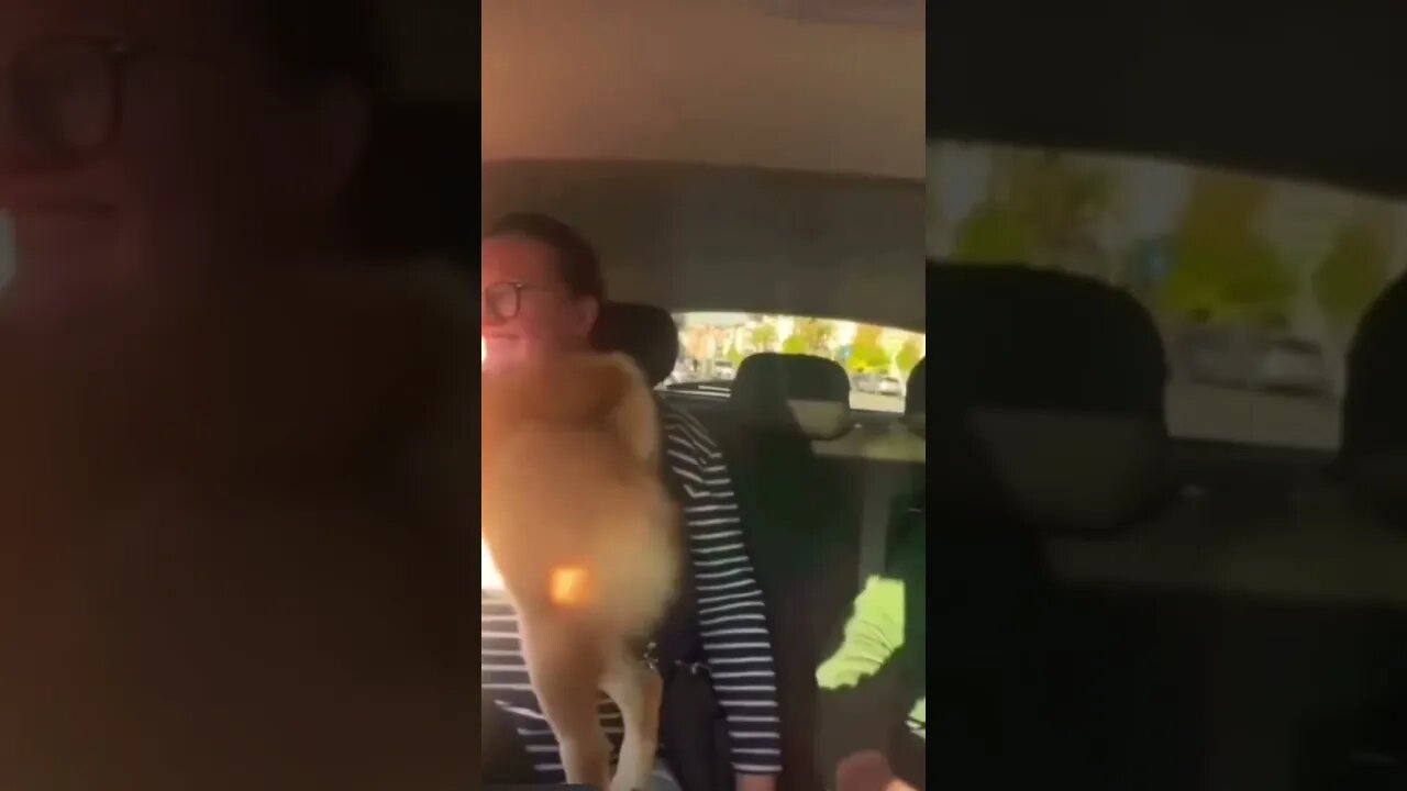 My Dog Is Trying To Kungfu Fight 🤣🐶 (please get this viral) #shorts #viral #subscribe #funny