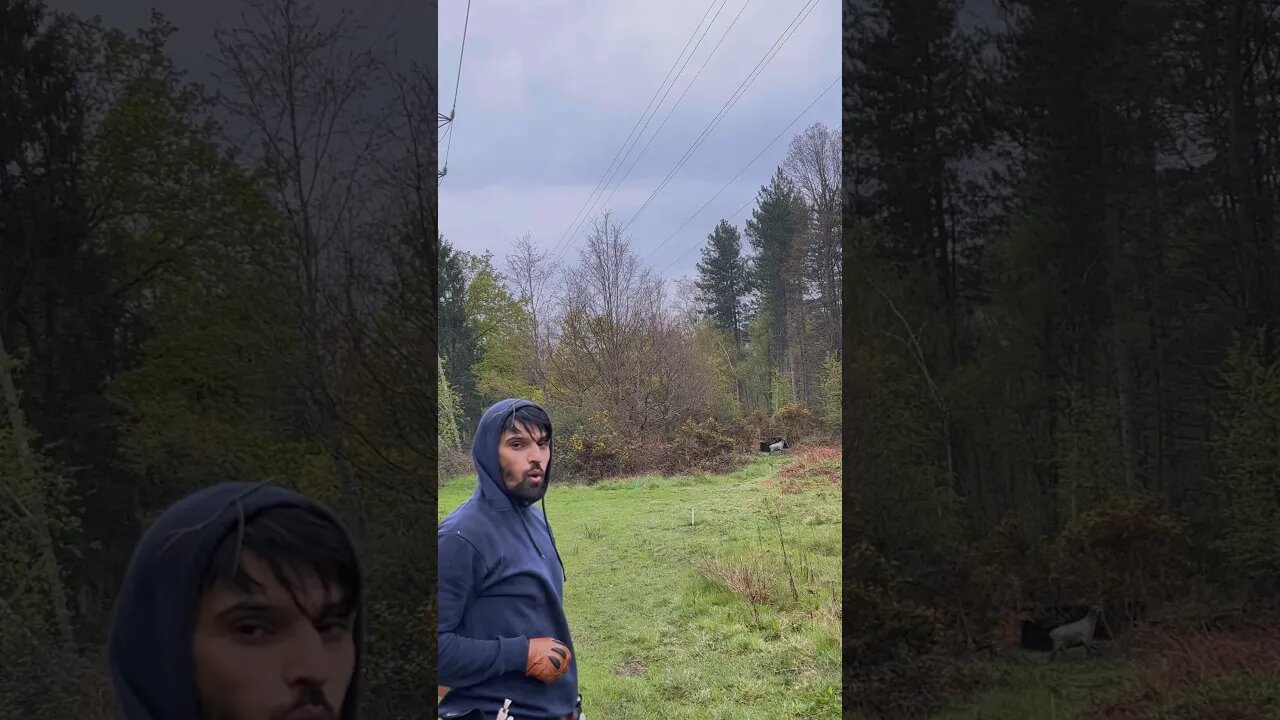 73LBS Saluki Bow 53m Hyena Waiting to be shot