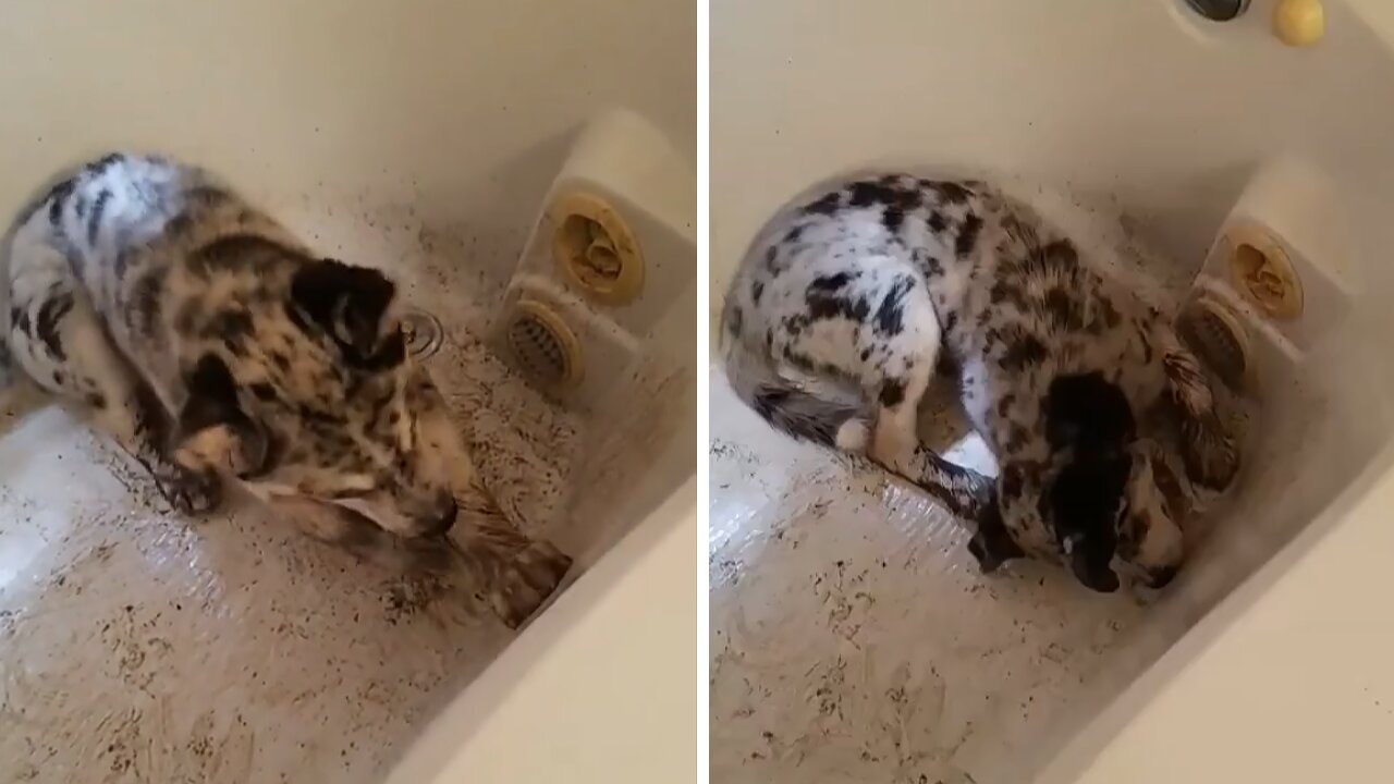 Extremely Dirty Puppy Hilariously Protests Bath Time