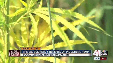 The potential of industrial hemp in Kansas