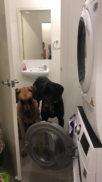 This doggy refuses to walk past the washing machine door