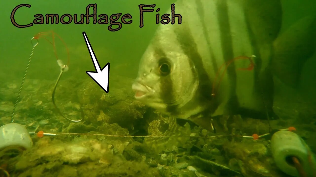Find The Camouflage Fish. Baitcam off a Tampa Pier