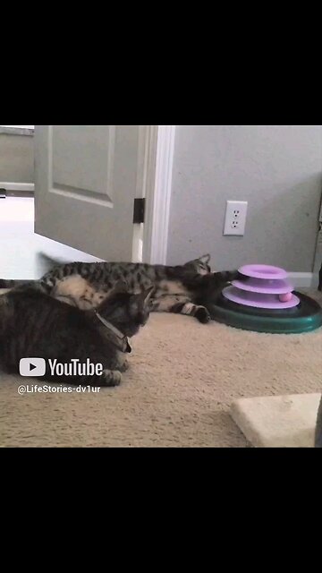 When you want to play, but you're lazy #catlover