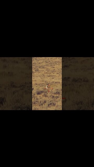 Hunting Coyotes #shorts #dog #animals #hunter #204