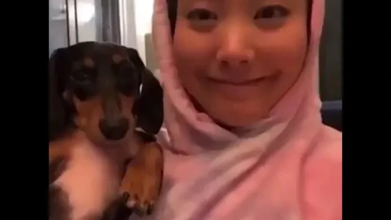 Como os cães reagem quando são beijados