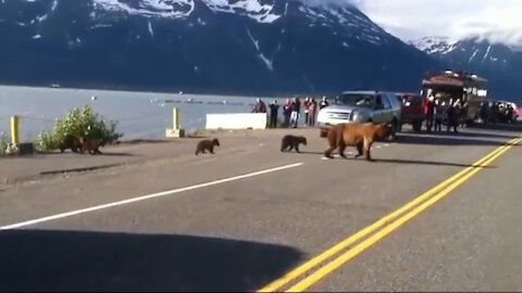 Mama Bear and four cubs Crossing Road in Public