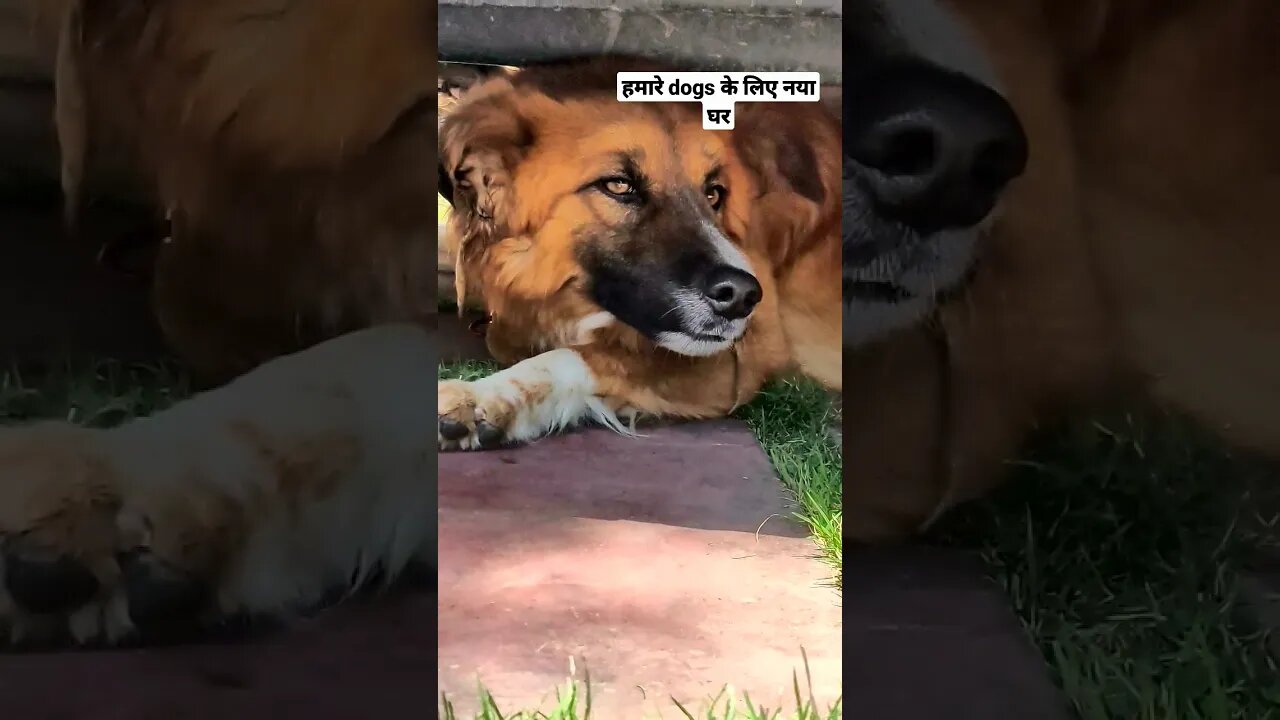 हमारे dogs ke lye new घर बन दिया #vlog #vlogger #youtubeshorts #dailyvlog