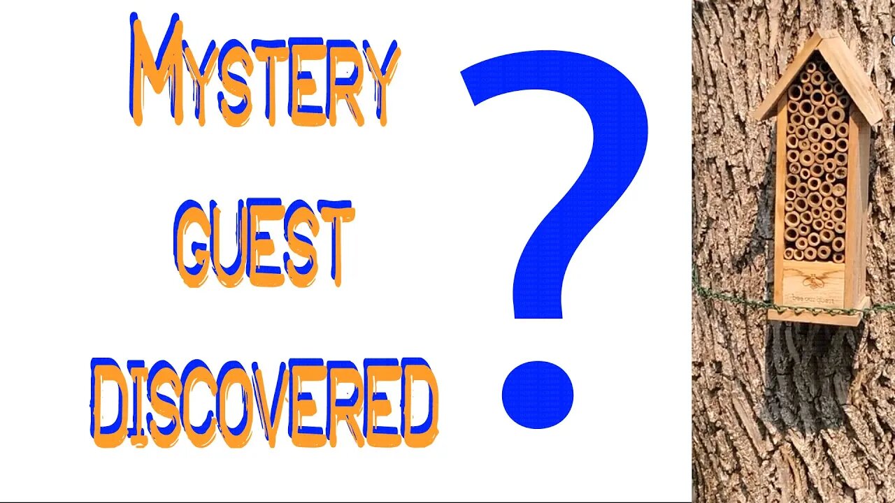 Mystery Guest Discovered