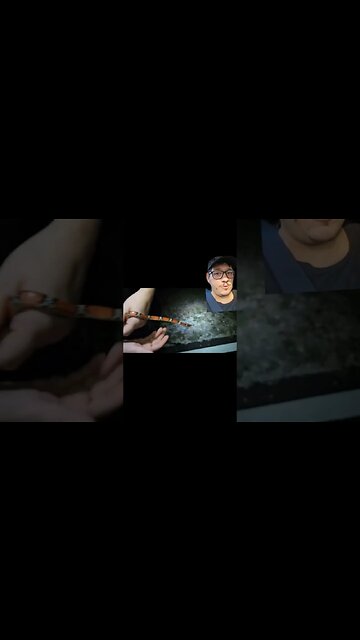 Scarlet snakes are super chill