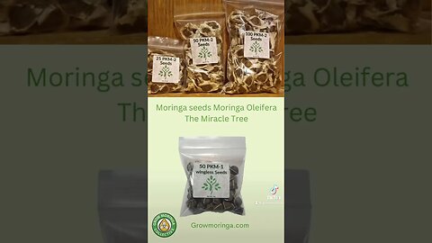 Weeki Watchee FL Moringa Maverick | MOMAX3, ODC-3 & MOL’E Seeds + Oil | The Grow Moringa Collective