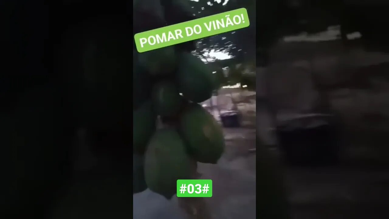 POMAR DO VINÃO #03#