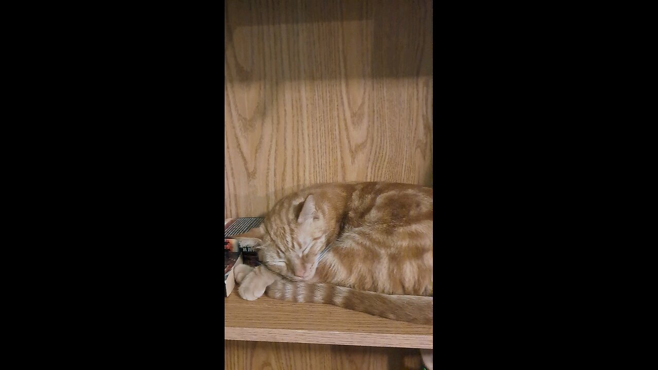 cat 20 orange cat napping on a bookshelf